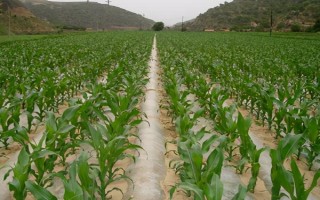 玉米施肥距离，化肥要与根部保持10-12厘米