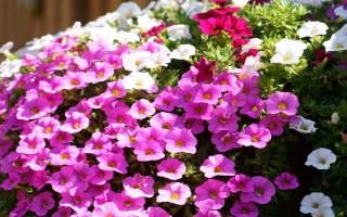 春天开哪些花，常见的有矮牵牛、杜鹃花等