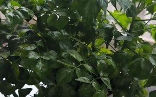 幸福树生虫子叶子粘液如何治疗，需及时修掉有虫害的叶子