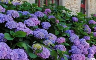 变色花的种类,包括牵牛花、绣球花等品种