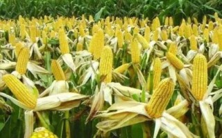 靖单15号玉米种子特征特性,中抗茎腐病
