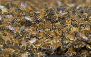 蜂后如何产下不同的后代，工蜂会起到调控作用