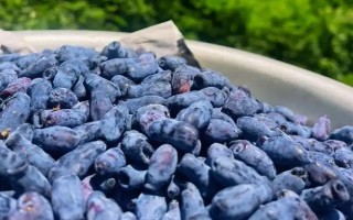 蓝靛果可以放几天，常温条件下可以保存2-3天