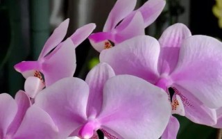蝴蝶兰的养殖方法，生长期对养分需求量较大