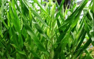 阳荷是什么，是姜科多年生植物