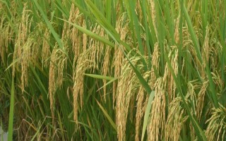 贺优一号水稻种子特点，每亩秧田播种量10公斤