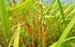 众香优1615水稻品种的特性,每亩有效穗数16.8万