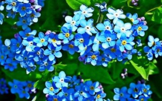 道歉时要送什么花卉,黄玫瑰可作为首选