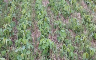 贡秋豆3号大豆种子特征特性，中抗花叶病毒病