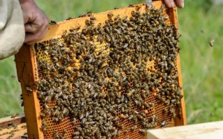 新收的蜜蜂不做巢的原因，可能是没有蜂王或缺少食物等