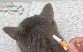 猫咪驱虫的误区，以下6种想法不可取