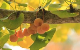 银杏落果如何处理，可采取施肥、浇水、修剪等措施