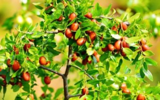 八月如何防止枣裂果，从白熟期就应定期的浇灌