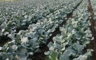 种植一亩兰花的成本,大约需要5.5万元