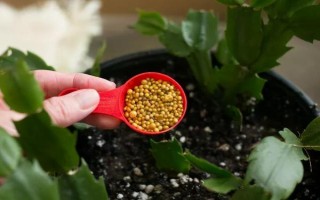 琼花的花语,寓意魅力无限、完美的爱情等