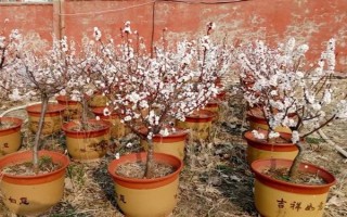 杏花的开花时间，花期在农历的2月份左右