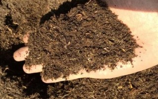 如何养好杜鹃花，生长期需要保持它的光照充足