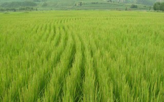 新稻30号水稻种子特点，基本苗每亩7-8万