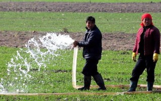 小麦浇越冬水有什么目的，可促进麦苗健壮生长
