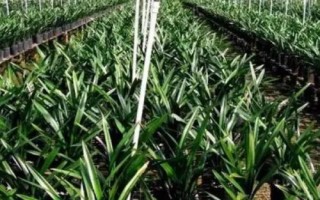 种植一亩兰花的成本,大约需要5.5万元