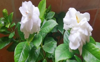 栀子花叶子上有很多白点的原因,可能是蚜虫或者蚧壳虫导致等
