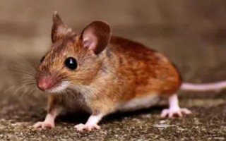 老鼠会不会咬人，会咬人但概率不高