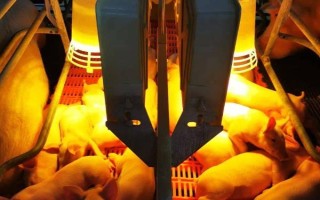 仔猪拉黄痢怎么处理，先对全窝的猪仔使用氯霉素等药物