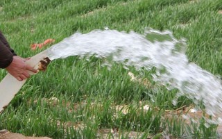 韭菜的移栽注意事项,起苗移栽前3天要浇1次小水