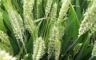 龙麦92小麦种子简介,该品种在适应区4月上旬播种