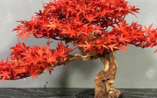 倒卖盆景能挣钱吗,每年的利润是很可观的