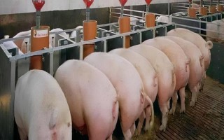 养猪场如何才能预防火灾,一定要使用防火材料建设