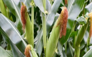 五谷563玉米种子介绍，该品种幼苗长势强