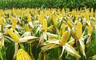 尧元1133玉米种子特征特性,播种时采用等行距60厘米