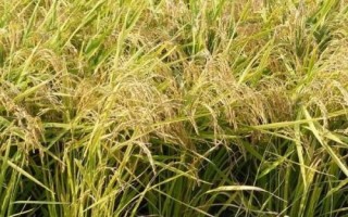 千乡优189水稻品种简介，综合防治病虫害