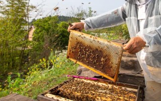 冬天蜂王为什么会停止产卵，可能是温度不适或缺乏蜜源等