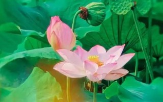 盛开的荷花与什么相似，看起来就像一个彩灯