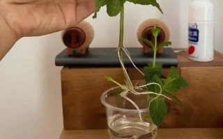 怎么养金钱薄荷，水养一定要保持水质清洁