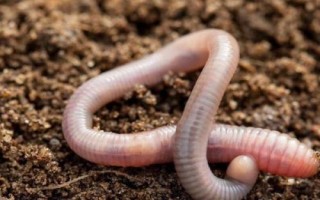 蚯蚓是不是昆虫，不属于昆虫、属于无脊椎动物