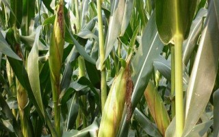 山农齐民1号玉米种子简介