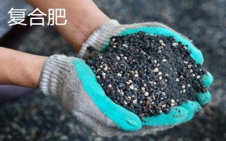 绿萝需要哪些肥料,以氮肥、钾肥、自制肥为宜