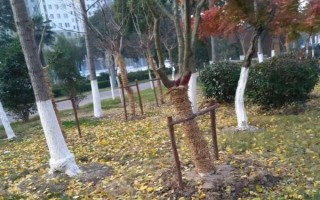 树木刷石灰水有什么作用，可预防冻害、虫害等