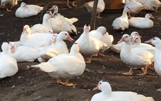 福建永春县的特产，有永春芦柑、佛手茶等