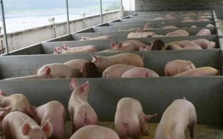养猪有哪些注意事项，猪舍的温度应保持在10℃以上
