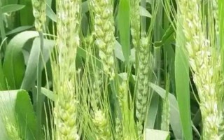 济麦44小麦种子简介,属强筋品种