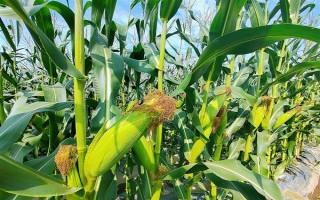 玉米的补种方法，补种时先进行催芽