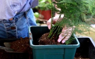 土培文竹叶片发黄如何处理，可采取修剪黄叶、更换盆土等措施