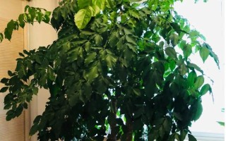 完全喜阴的室内大型植物有哪些，常见的有一叶兰、苹果竹芋等
