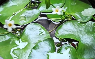 一叶莲水培用什么肥料,每次换水时施加几滴植物生长营养液即可