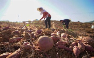 红薯的收获时间，通常是在9-11月份左右
