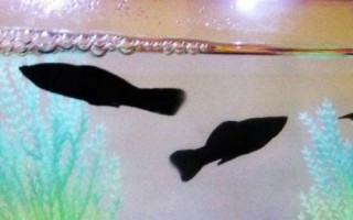 黑玛丽鱼属于卵生还是胎生动物，属于卵胎生鱼类